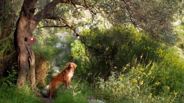 Собака Поклав Голову Корінь Оливкового Дерева Милий Золотий Ретривер Природі — стокове відео