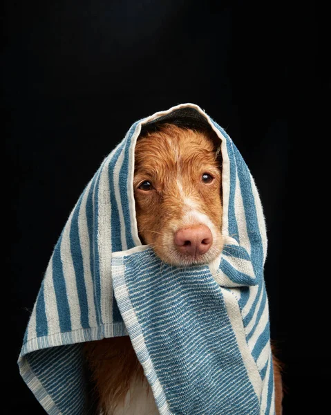 Wet dog holds a towel in his teeth. Funny pet on a black background. water procedures. Nova Scotia duck tolling retriever