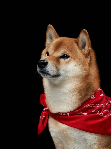Cão Bandana Vermelha Lenço Volta Pescoço Encantador Shiba Inu Fundo — Fotografia de Stock