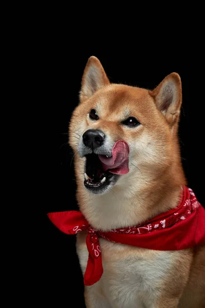 Pies Czerwonej Bandanie Szalik Szyi Czarujący Shiba Inu Czarnym Tle — Zdjęcie stockowe