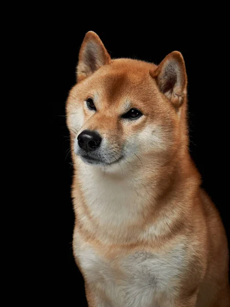 Hund Svart Bakgrund Ett Uppmärksamt Husdjur Vacker Shiba Inu Studion — Stockfoto