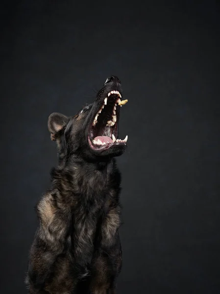 開いた口を持つ犬黒い背景の上にカタツムリ 東ヨーロッパの羊飼いの犬の肖像画 スタジオのペット — ストック写真