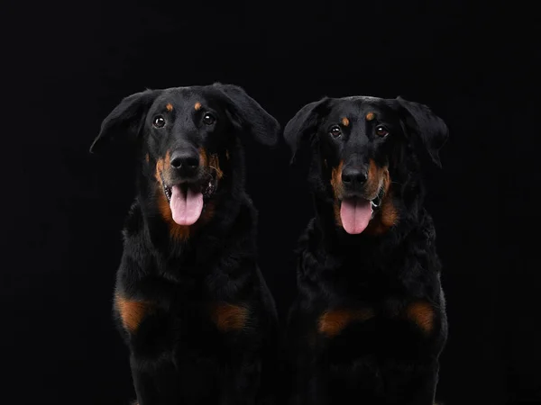 Dva Černí Psi Černém Pozadí Pár Beauceronů Rodina Domácí Mazlíček — Stock fotografie