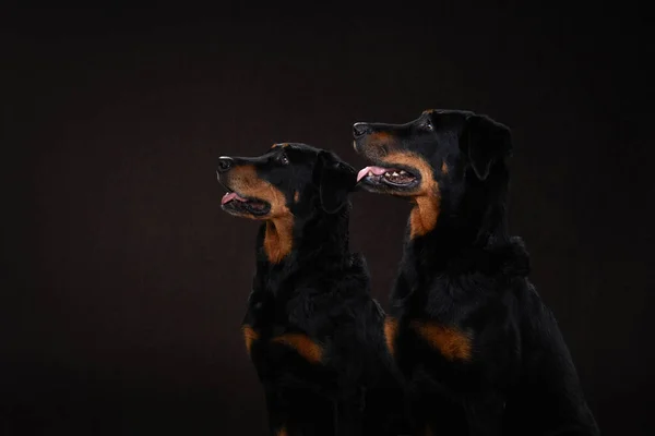 Two Black Dogs Black Background Couple Beauceron Family Pet Studio — Stock Photo, Image