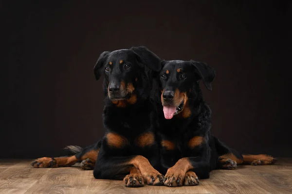 two black dogs on a black background. A couple of beauceron, a family. Pet in the studio