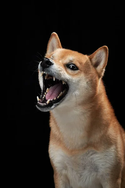 Funny Dog Snarls Black Background Shiba Inu Worth Muzzle Studio — Stock Photo, Image