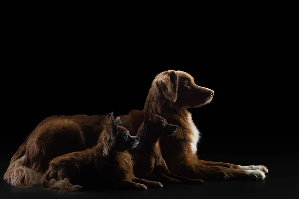 Dois Cães Luz Fundo Pequeno Grande Fundo Preto Pet Estúdio — Fotografia de Stock