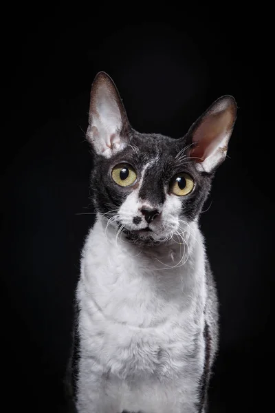黒と白のコーニッシュ レックス 猫In Studio美しいペットの肖像画 — ストック写真