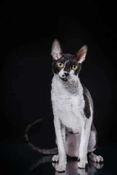 Schwarz Weißer Cornish Rex Auf Schwarzem Hintergrund Katze Atelier Schönes — Stockfoto