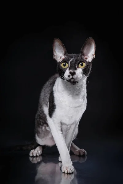 Black White Cornish Rex Black Background Cat Studio Beautiful Pet — Stock Photo, Image