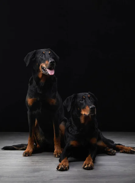 Zwei Schwarze Hunde Auf Schwarzem Hintergrund Ein Paar Schönheiten Eine — Stockfoto