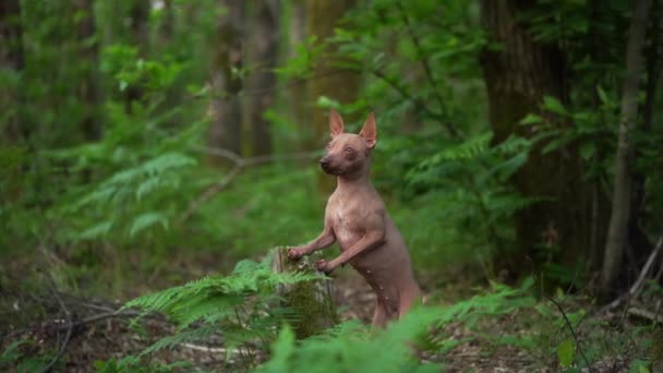 Pies Paprociach American Hairless Terrier Zielonym Lesie Zwierzęta Domowe Charakterze — Wideo stockowe