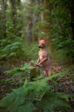 Eğreltiotlarındaki köpek. Yeşil ormanda Amerikan Kılsız Teriyeri. Doğada evcil hayvan