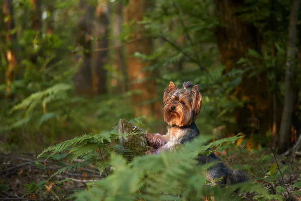 Perro Asoma Helecho Verde Yorkshire Terrier Bosque Perro Pequeño Naturaleza — Foto de Stock