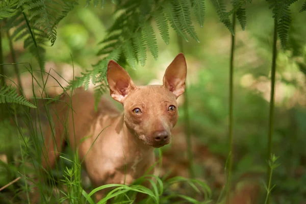 Σκύλος Φτέρες American Hairless Terrier Στο Πράσινο Δάσος Κατοικίδια Ζώα — Φωτογραφία Αρχείου