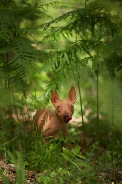 Pies Paprociach American Hairless Terrier Zielonym Lesie Zwierzęta Domowe Charakterze — Zdjęcie stockowe