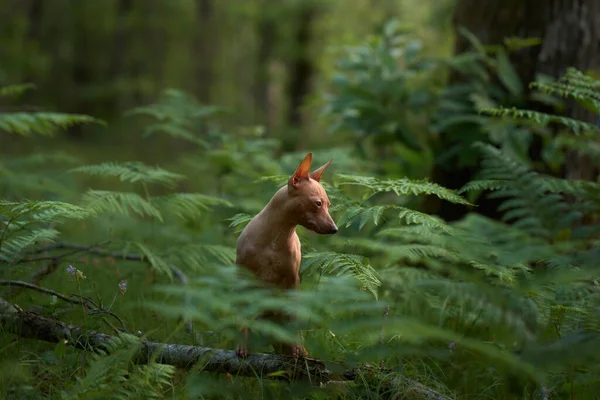Pies Paprociach American Hairless Terrier Zielonym Lesie Zwierzęta Domowe Charakterze — Zdjęcie stockowe