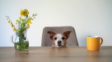 Köpek masada bir sandalyeye oturur. Şirin Jack Russell Terrier evinde.