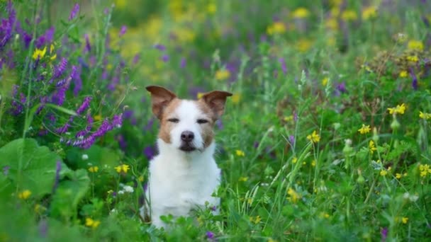 Chien Fleurs Sauvages Humeur Estivale Humour Joyeux Jack Russell Terrier — Video
