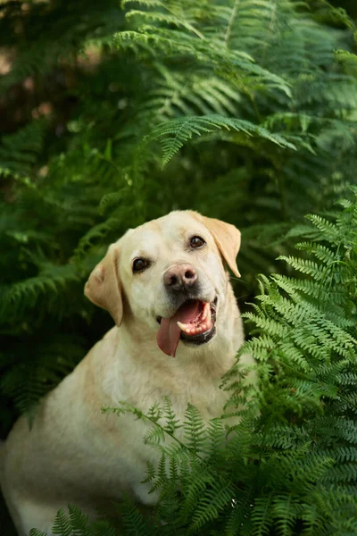 Portret Van Een Labrador Retriever Het Bos Hond Achtergrond Van — Stockfoto