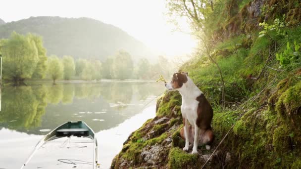 Σκυλί Βάρκα Την Αυγή Όμορφο Κατοικίδιο Μια Πρωινή Βόλτα Περιπέτεια — Αρχείο Βίντεο