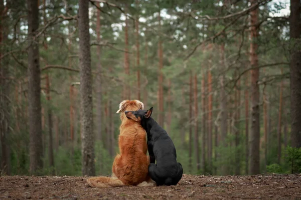 two dogs are hugging, sit with their backs and look at the forest. Nova Scotia Duck Tolling Retriever and Standard Pinscher on nature