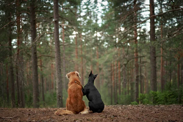 Två Hundar Kramas Sitter Med Ryggen Och Tittar Skogen Nova — Stockfoto