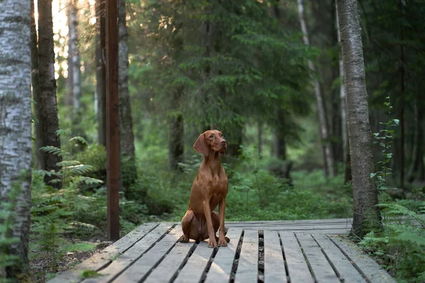 Pes Dřevěné Stezce Lese Domácí Mazlíček Procházku Maďarská Vizsla Přírodě — Stock fotografie