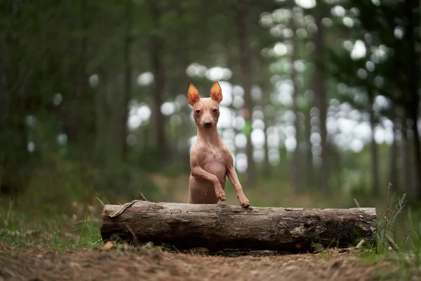 Ormandaki Küçük Köpek Doğada Aktif Amerikan Kılsız Teriyeri — Stok fotoğraf