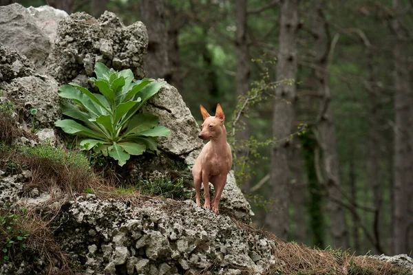 stock image Little dog in forest. Active American Hairless Terrier in nature