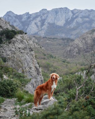 Dağlarda kızıl köpek, bir evcil hayvanla yürüyüş. Nova Scotia ördek çanı yeşil ağaçların arka planına karşı doğada av köpeği.