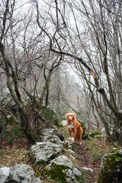 Červený Pes Mlhavém Mystickém Lese Nova Scotia Kachna Mýtný Retrívr — Stock fotografie
