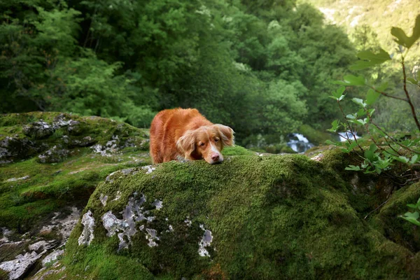 dog at the waterfall. Nova Scotia duck retriever in nature laid her head on the moss