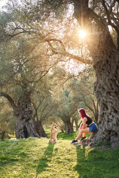一个红头发的女孩和一只在日落时散步的狗 宠物在橄榄林 日照下的湿婆 — 图库照片