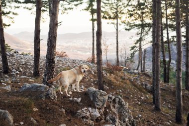 Köpek gün batımında ormanda, dağların arka planında. Fawn Labrador 'un doğadaki av köpeği.