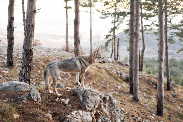 Perro Lobo Checoslovaco Bosque Las Montañas Hermoso Perro Que Parece —  Fotos de Stock