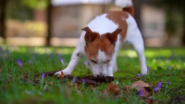 Pes Parku Okusuje Trávu Hrboly Vtipný Aktivní Jack Russell Teriér — Stock video