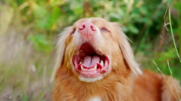 犬は熱いわ 面白い赤い犬が呼吸する ハッピーペット屋外 — ストック動画