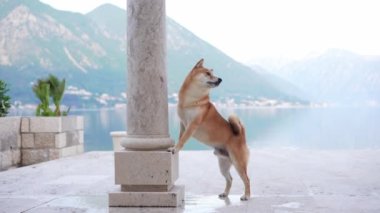 Denizdeki köpek. Shiba Inu, mavi suyun yanında ve el salla. 