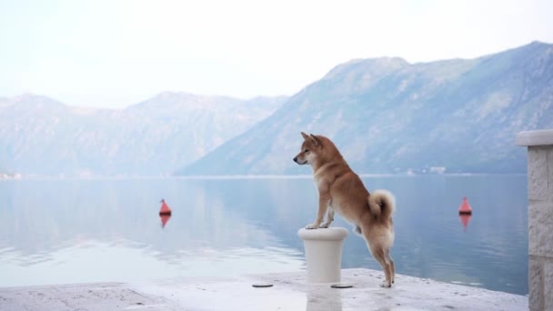 Hund Havet Shiba Inu Nära Det Blå Vattnet Och Vinka — Stockvideo