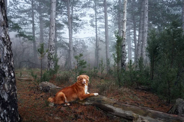 Červený Pes Mlhavém Lese Leží Kládě Nova Scotia Kachna Mýtný — Stock fotografie