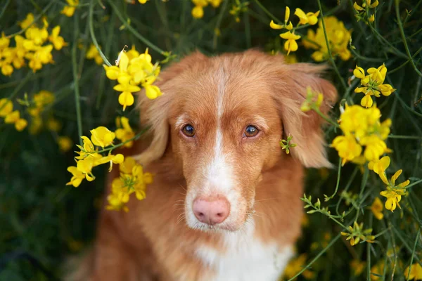 dog in yellow colors. Summer mood. Nova Scotia duck tolling retriever in flowers. Toller, pet outdoors
