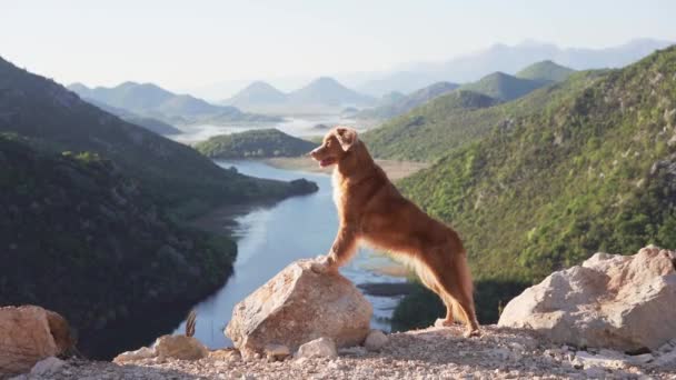 Hond Staat Een Piek Kijkt Neer Rivier Nova Scotia Eend — Stockvideo
