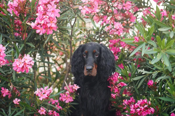 Dog Pink Oleander Flowers Outdoors Gordon Setter Nature — Stock Photo, Image