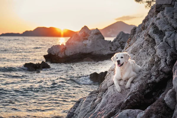 Гарний Собака Заході Сонця Морі Золотий Ретривер Природі Прогулянці — стокове фото