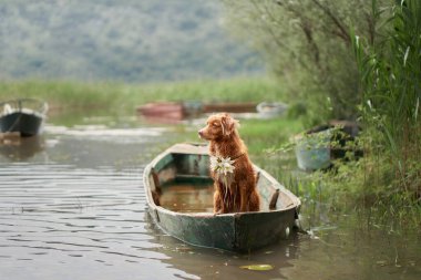 Teknede nilüfer rengi kolyesi olan bir köpek. Nova Scotia Duck Tolling Retriever güneşte. Doğada bir evcil hayvanla seyahat ve macera