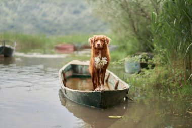 Teknede nilüfer rengi kolyesi olan bir köpek. Nova Scotia Duck Tolling Retriever güneşte. Doğada bir evcil hayvanla seyahat ve macera