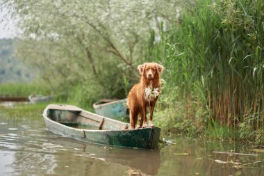 Teknede nilüfer rengi kolyesi olan bir köpek. Nova Scotia Duck Tolling Retriever güneşte. Doğada bir evcil hayvanla seyahat ve macera