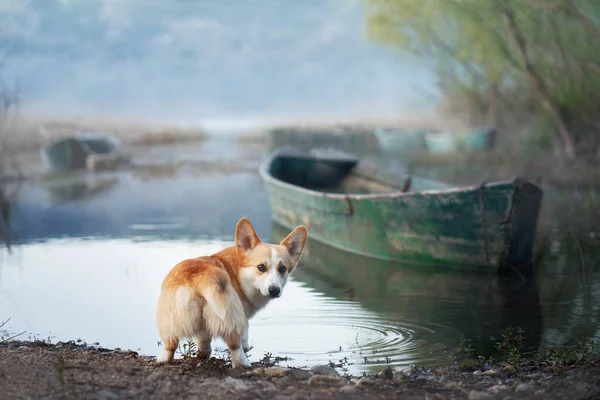 Собака Лодке Забавный Красный Белый Корги Пемброк Сидит Бортом Животное — стоковое фото
