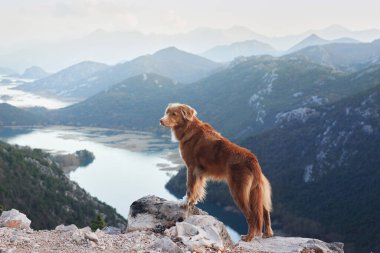 The dog stands in the mountains on bay and looks at the river. Nova Scotia duck tolling retriever in nature, on a journey. Hiking with a pet clipart